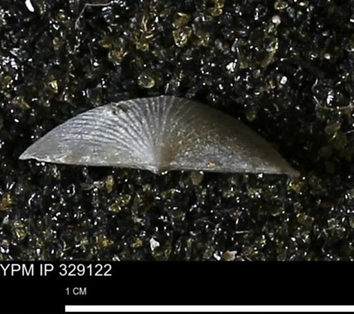 Chonetes scitulus