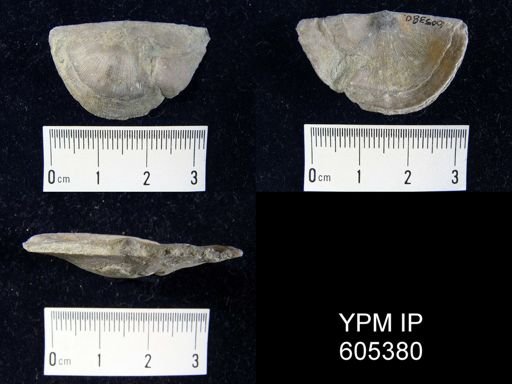 Strophomena planumbona
