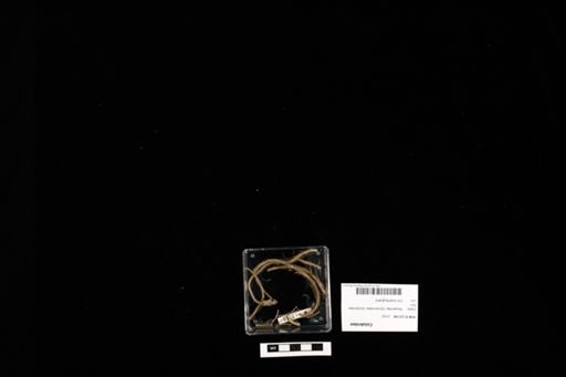 Colubridae