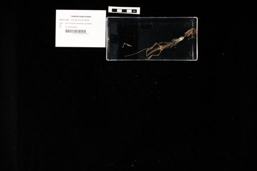 Latastia longicaudata