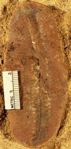 Pecopteris