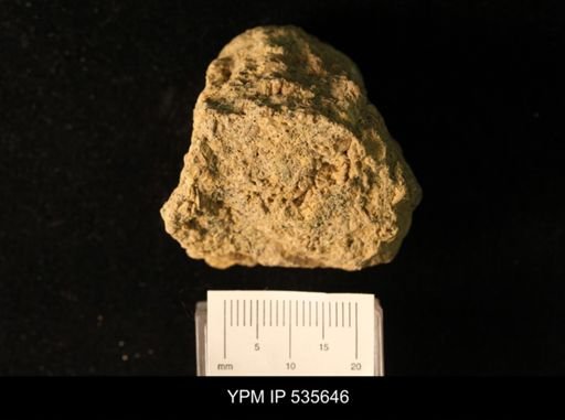 Owenella cf. antiquata