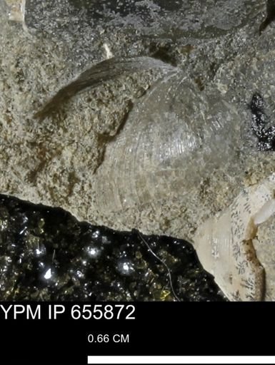 undet. Bivalvia