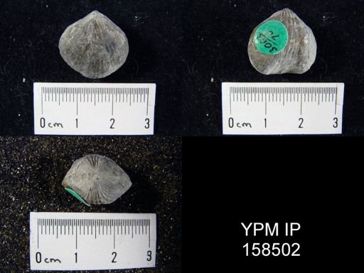 Camarotoechia glacialis