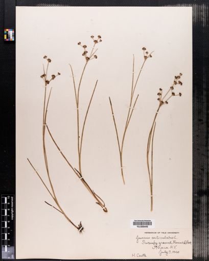 Juncus articulatus