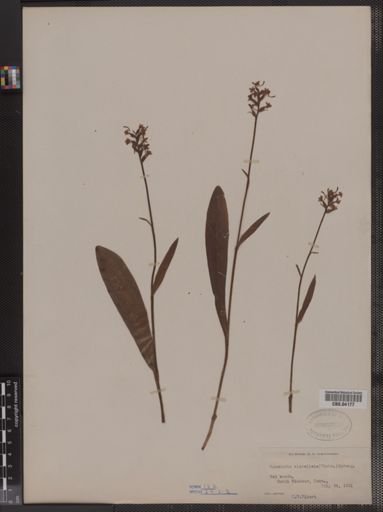 Habenaria clavellata