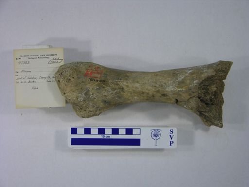Rhinocerotidae