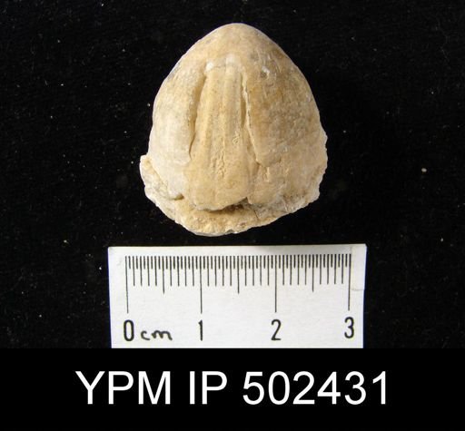 undet. Rhynchonellida