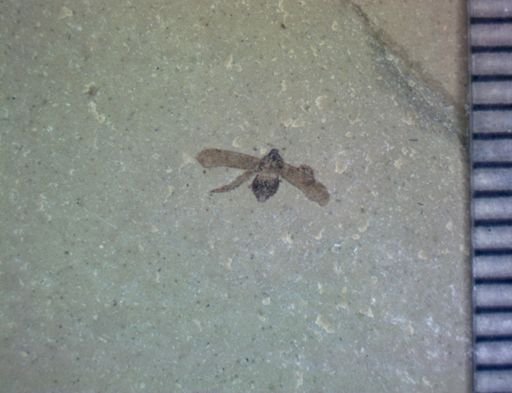 undet. Hemiptera