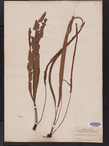 Elaphoglossum