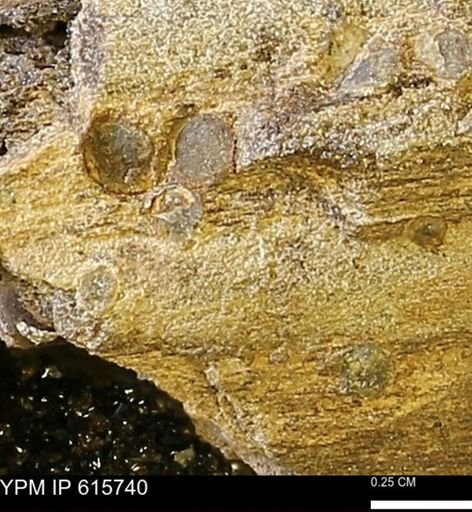 Teredo sp.