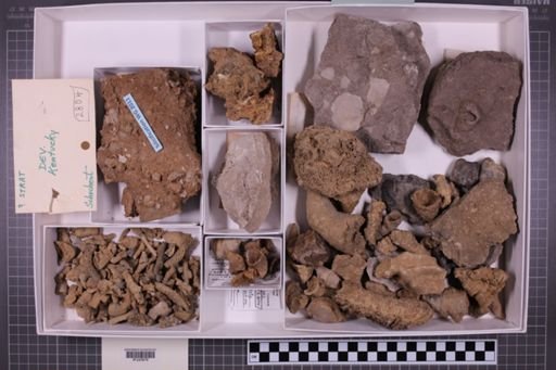 mixed taxa, stratigraphic collection