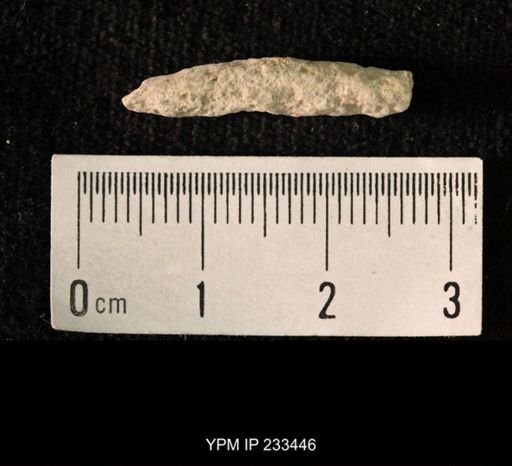 Archaeocidaris sp.