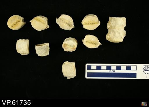 undet. Mosasauridae