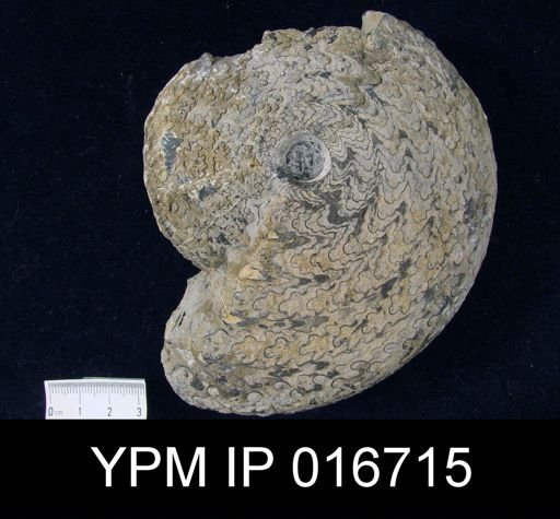 Perrinites hilli