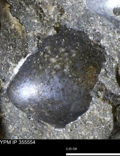 undet. Bivalvia