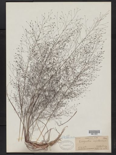 Eragrostis capillaris