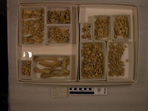Palaeonictinae