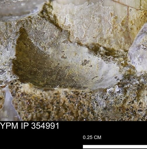 Mollusca