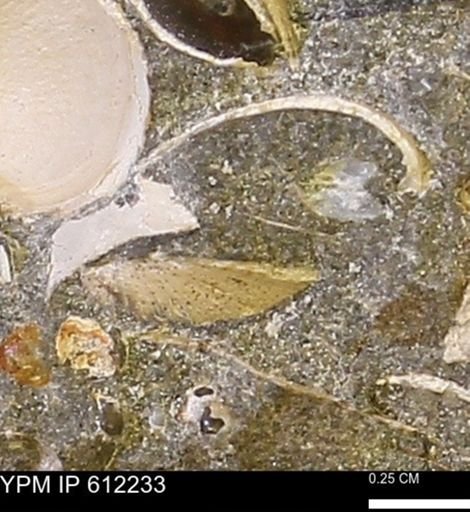 undet. Bivalvia