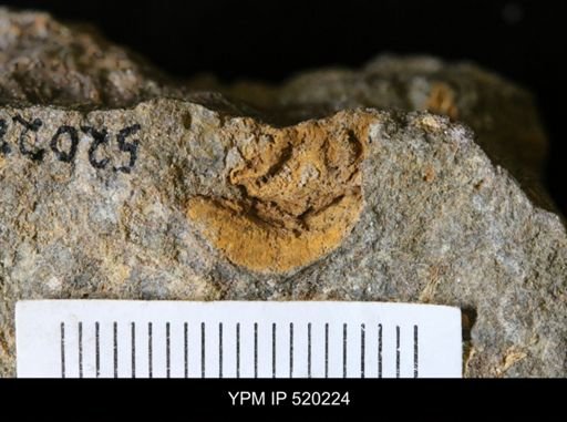 undet. Edrioasteroidea