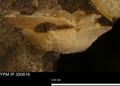 Parallelodon (Cosmetodon) sp.
