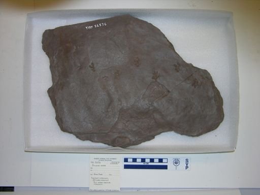 Exocampe ornata