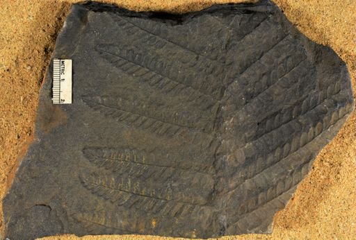 Pecopteris sp.