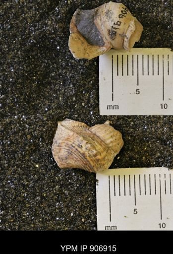 Drepanocheilus