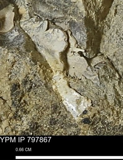 Inoceramus