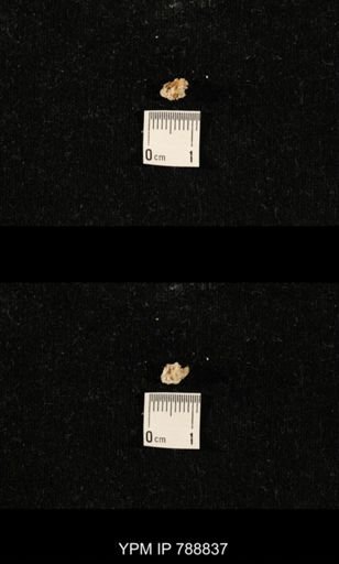 taxon undetermined