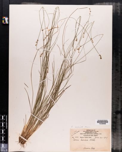 Carex echinata