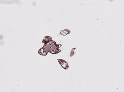 Callipallene brevirostris