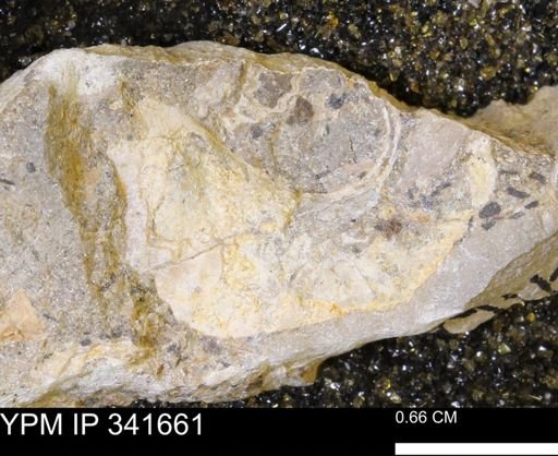 Scaphites sp.