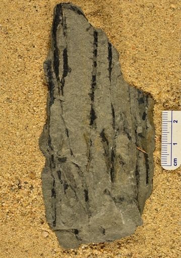 Sawdonia ornata