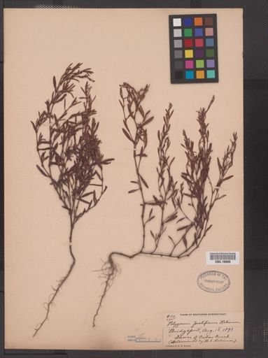 Polygonum prolificum