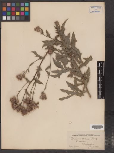 Cirsium arvense