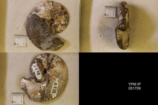 Hoploscaphites nicolletii