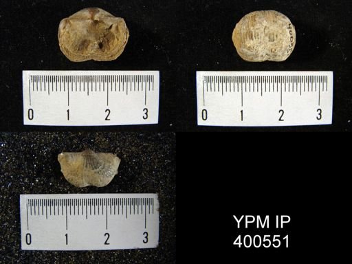 Marginifera sp.