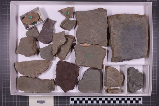 mixed taxa, stratigraphic collection