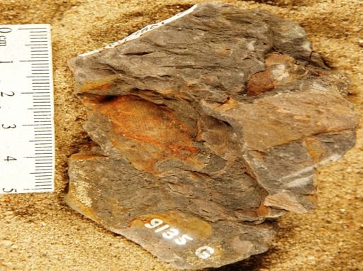 Sphenozamites robustus