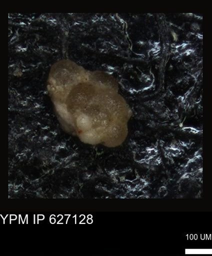 undet. Foraminiferida