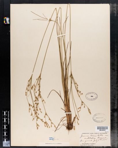 Juncus tenuis