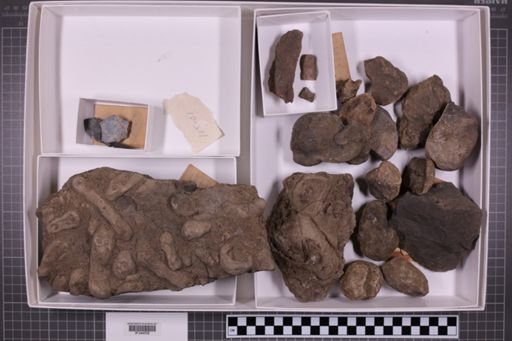 mixed taxa, stratigraphic collection