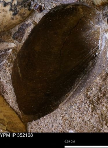 Limopsis striatopunctatus