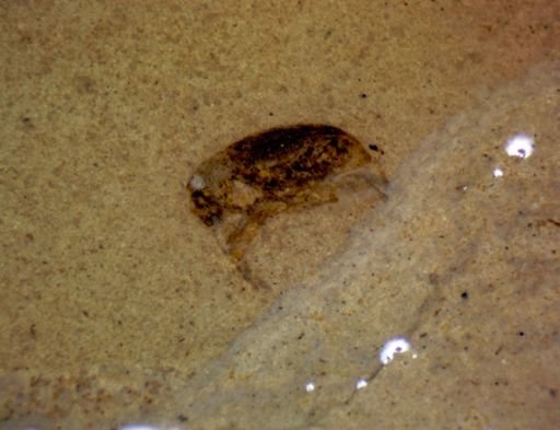 undet. Coleoptera