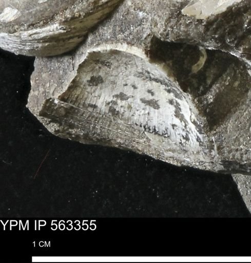 undet. Bivalvia