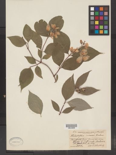 Plantae