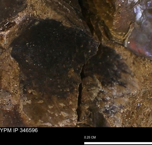 undet. Bivalvia