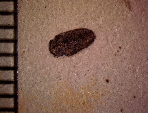 undet. Coleoptera